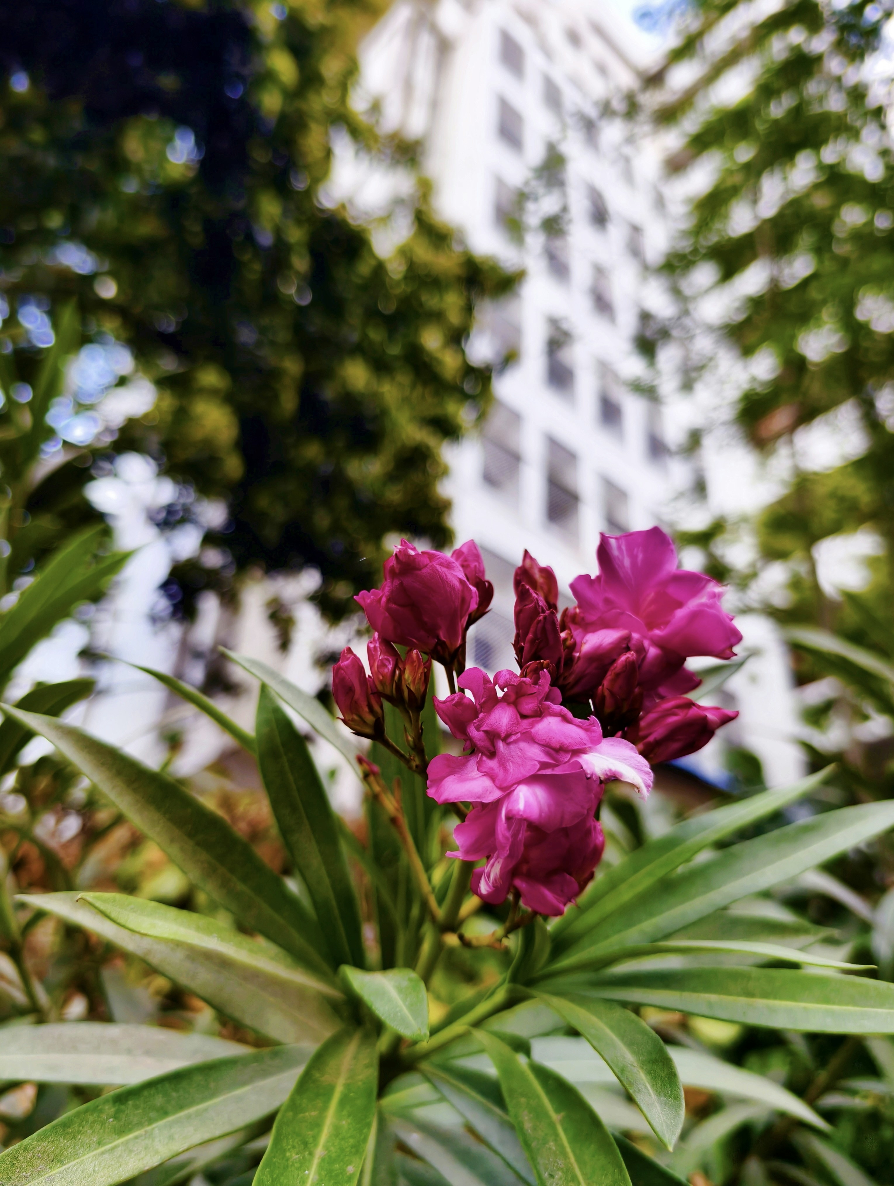 una flor púrpura frente a un edificio alto