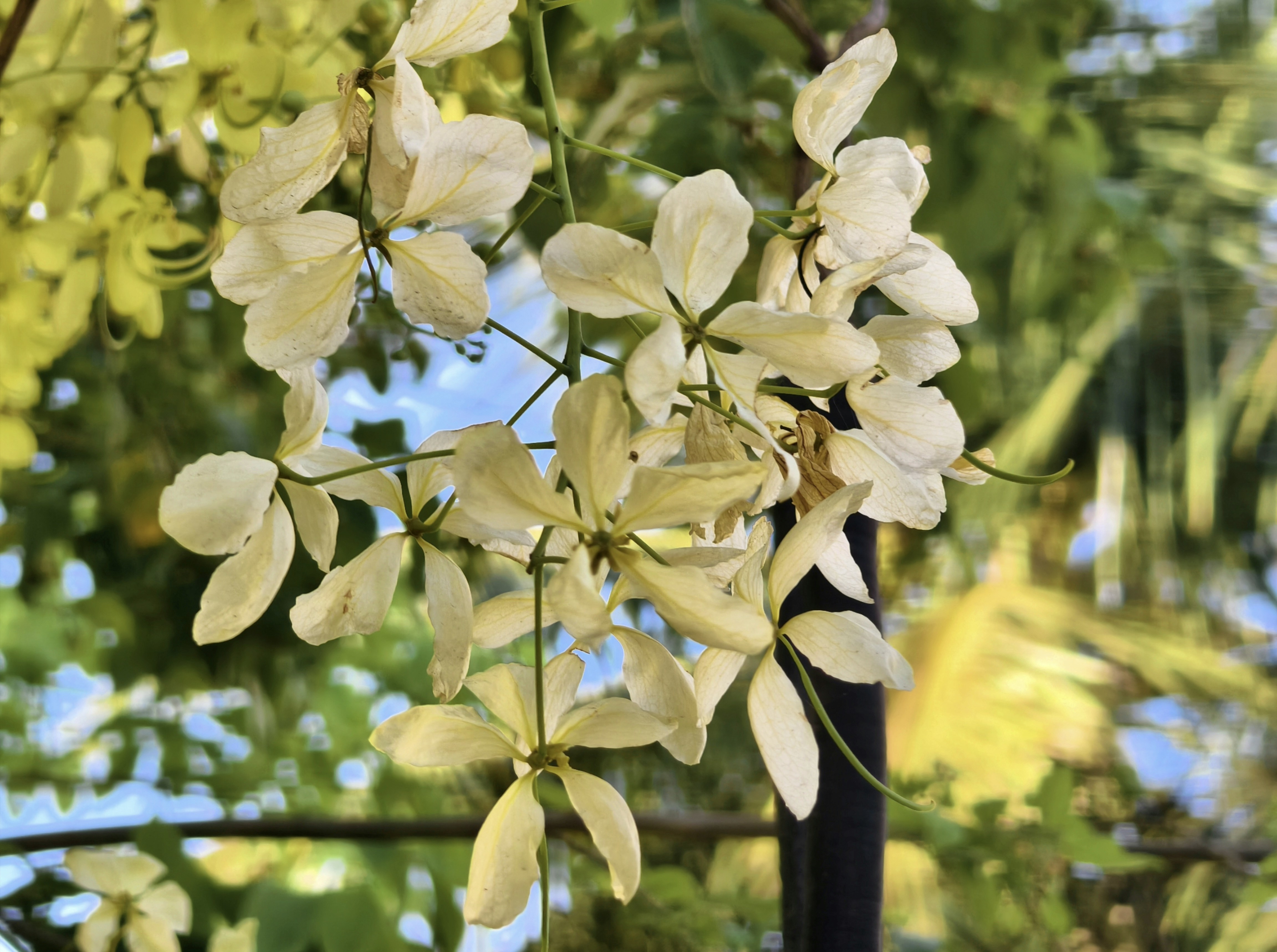 Un primer plano de un árbol con flores blancas