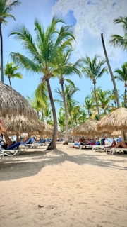 a sandy beach with palm trees and lawn chairs