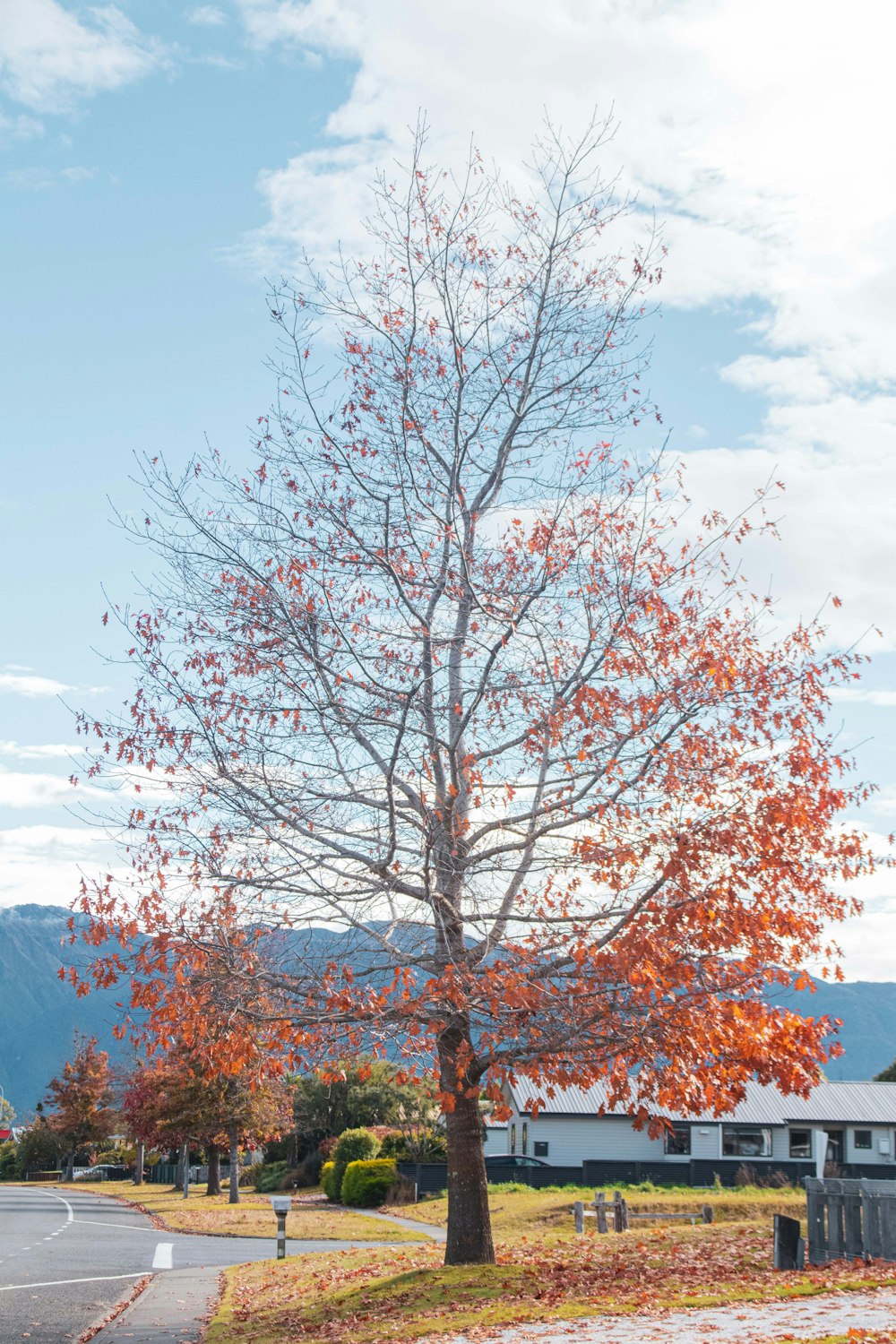uma árvore com folhas alaranjadas na frente de uma casa