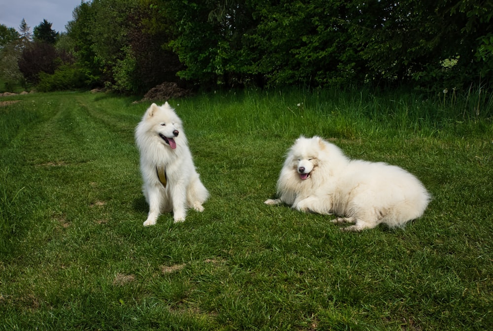 two fluffy white dogs sitting in the grass