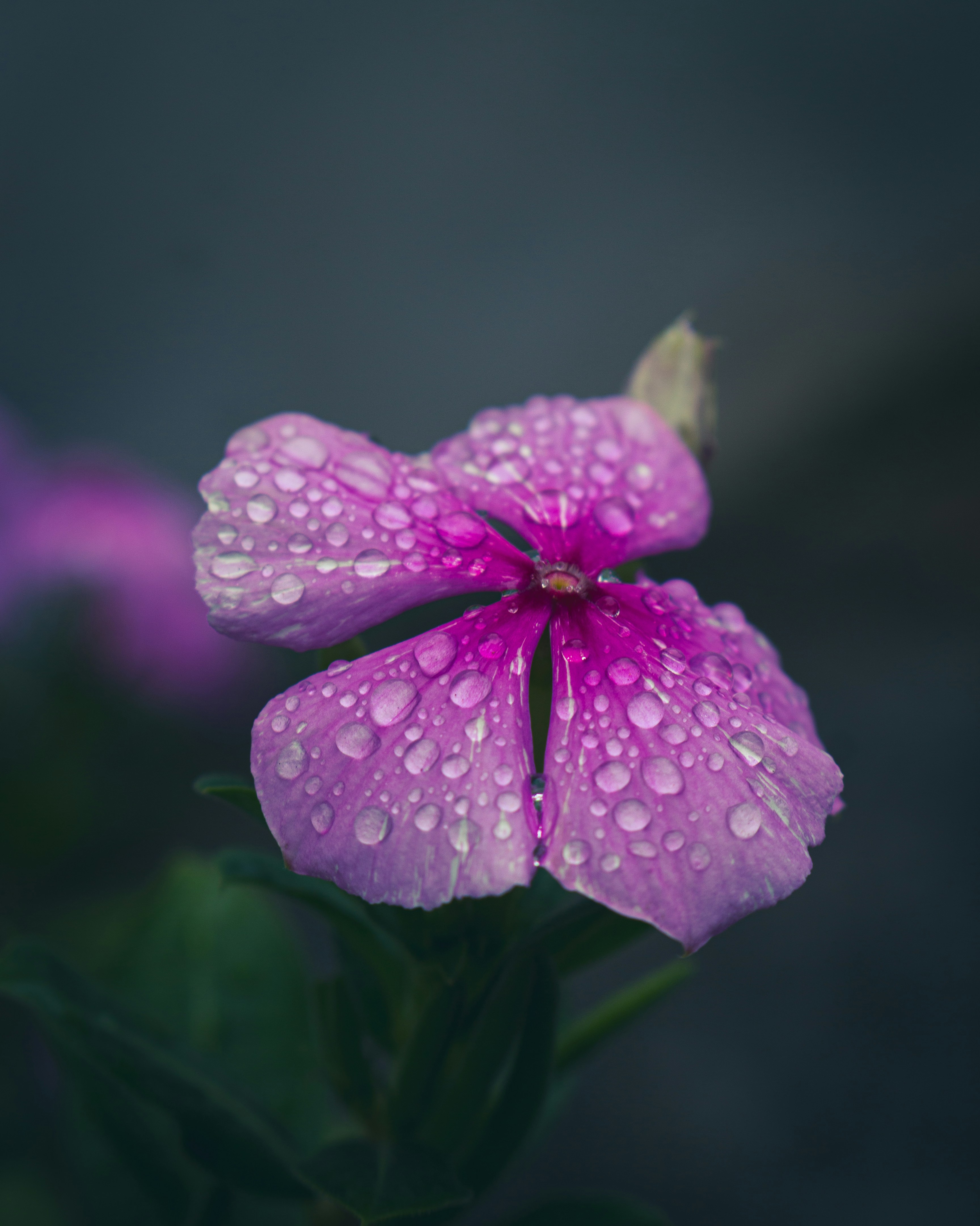 Photo by lucasdalamartaphoto