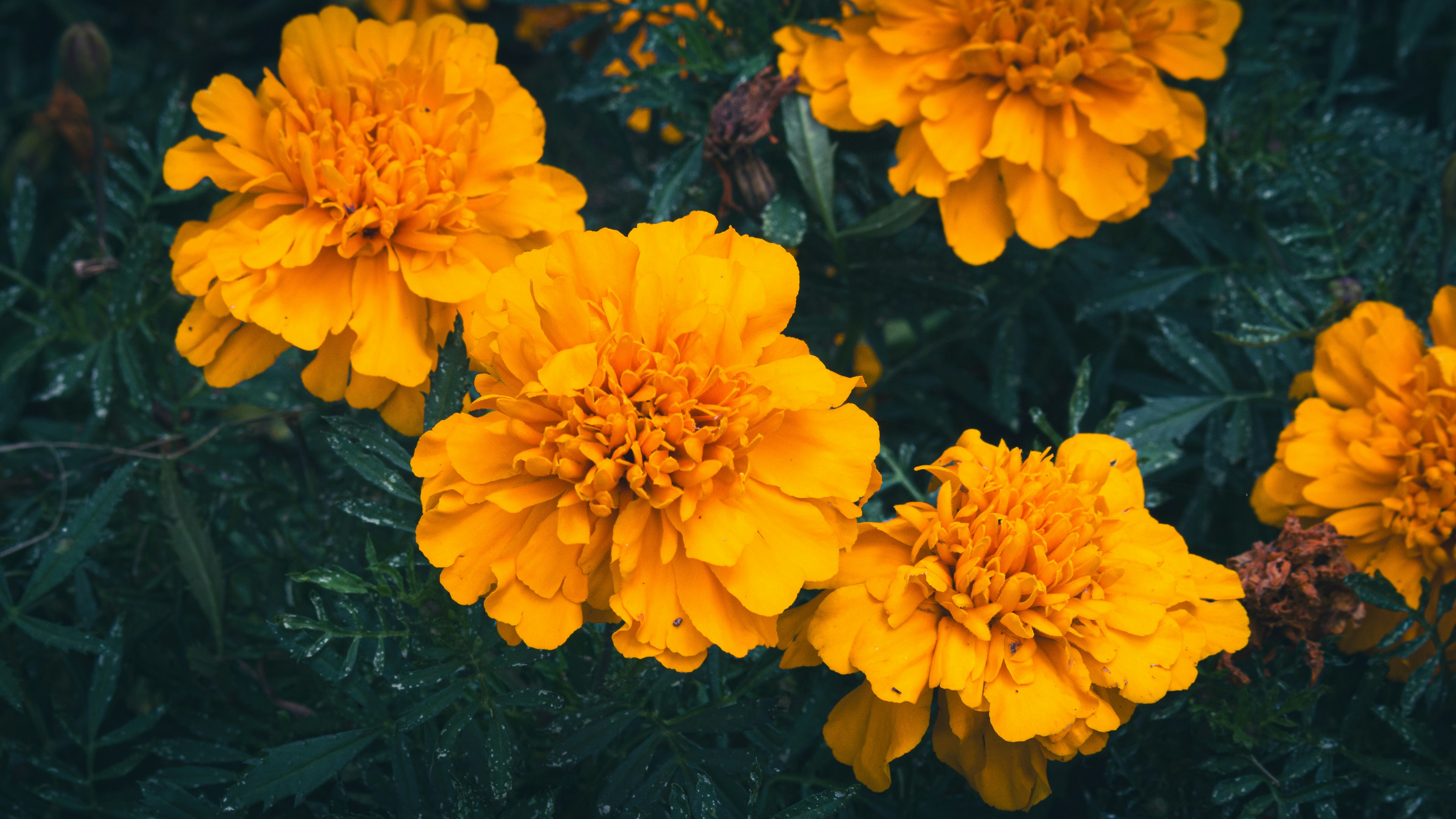 Photo by lucasdalamartaphoto