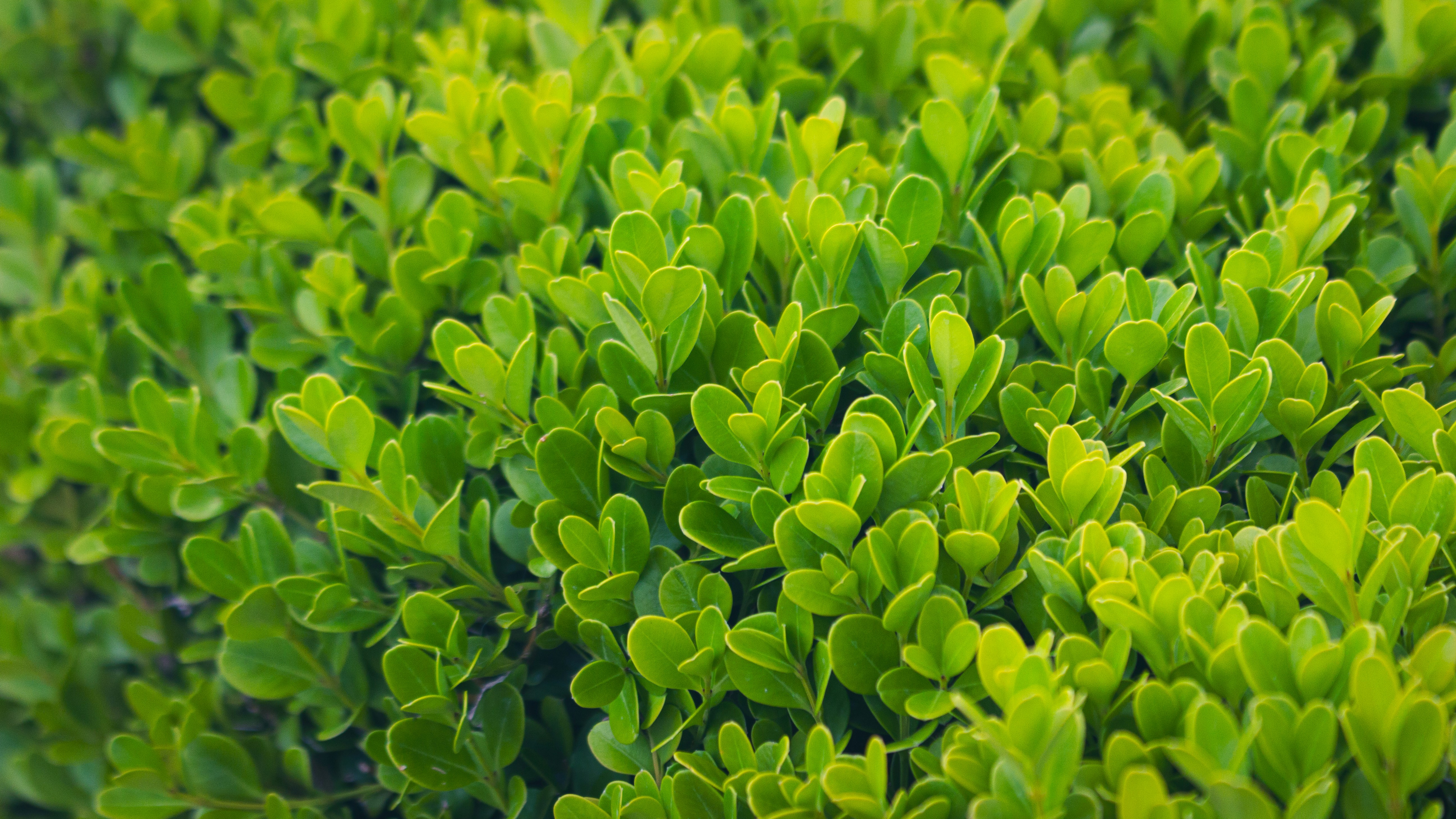 Photo by lucasdalamartaphoto