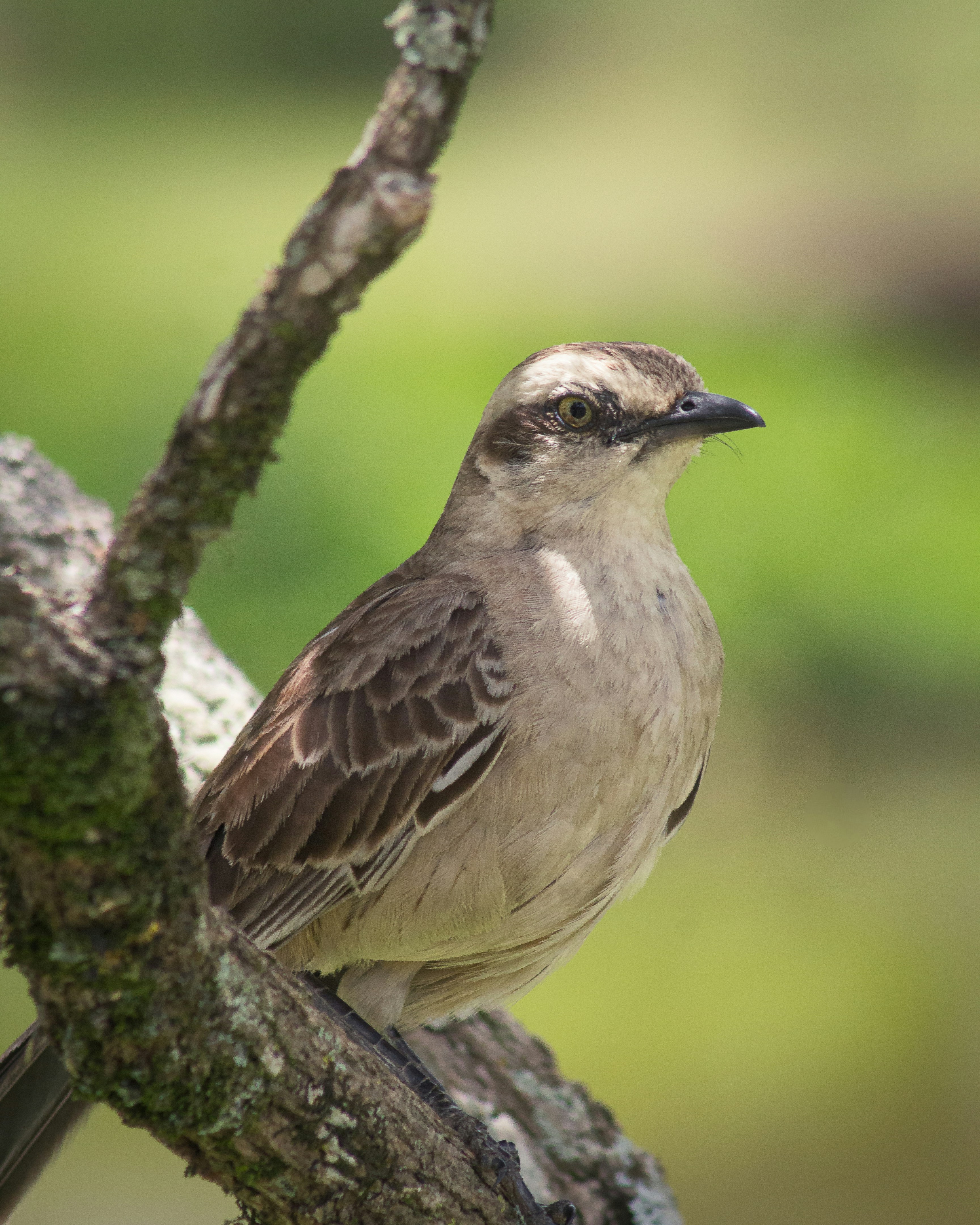 Photo by lucasdalamartaphoto