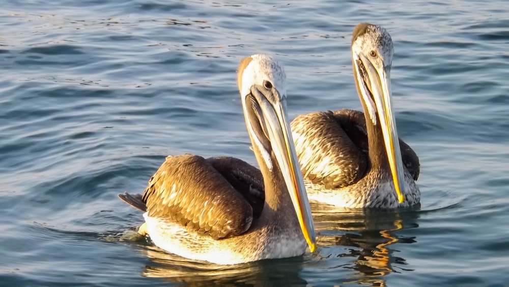 two brown and white pelicans swimming in the water