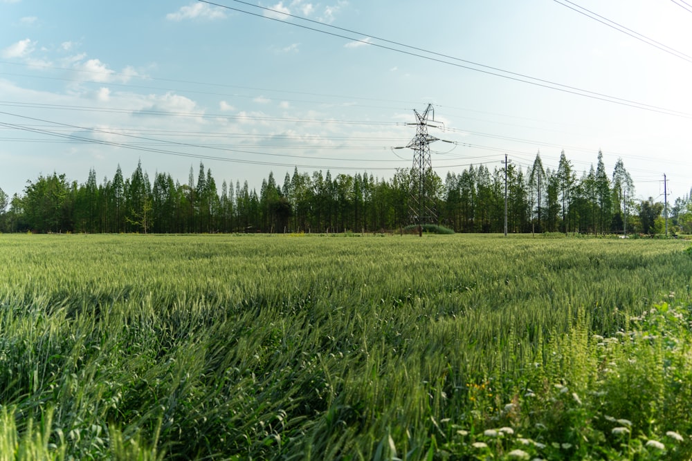 a field of grass with power lines in the background