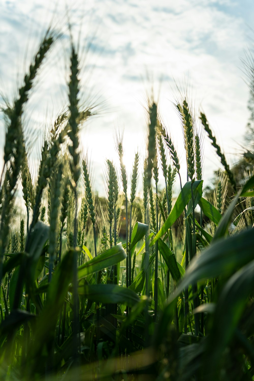 a view of a field of green wheat