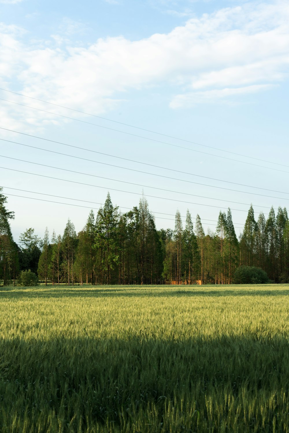 a field of green grass with trees in the background