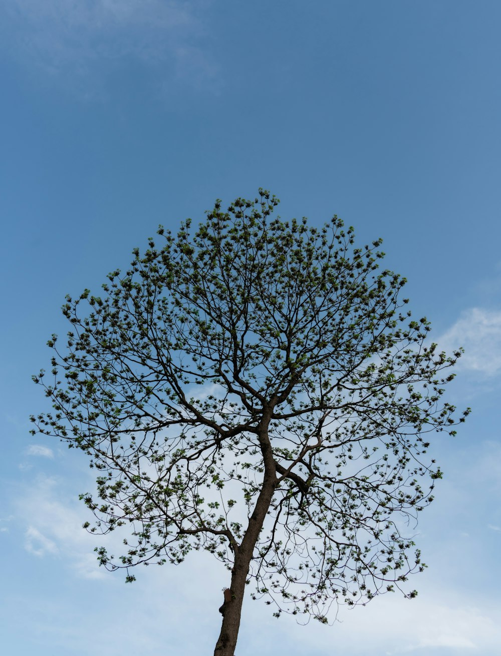 a tall tree with lots of leaves on it