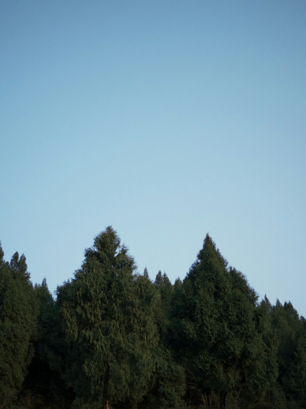 a group of trees that are standing in the grass