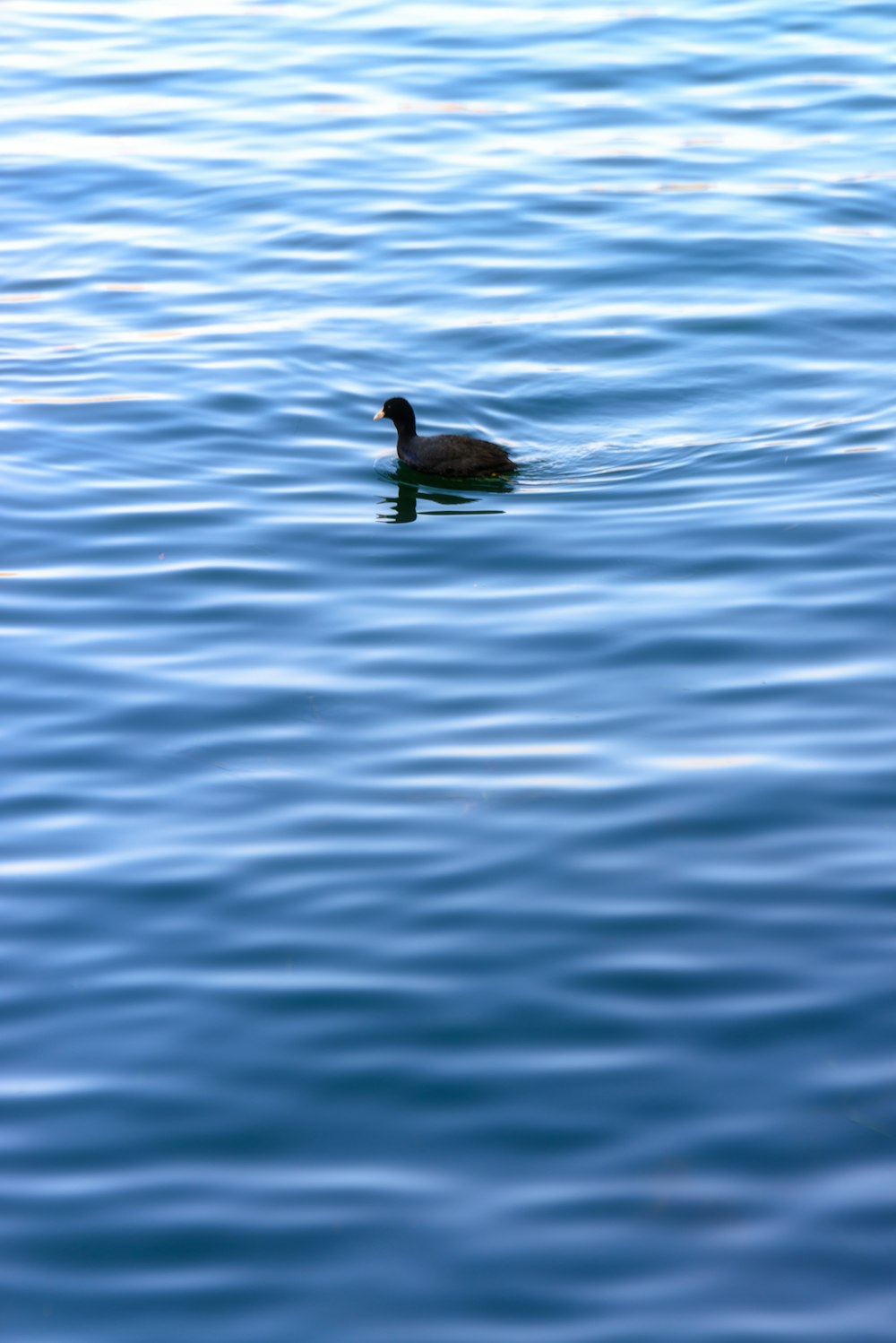 a duck floating on top of a body of water