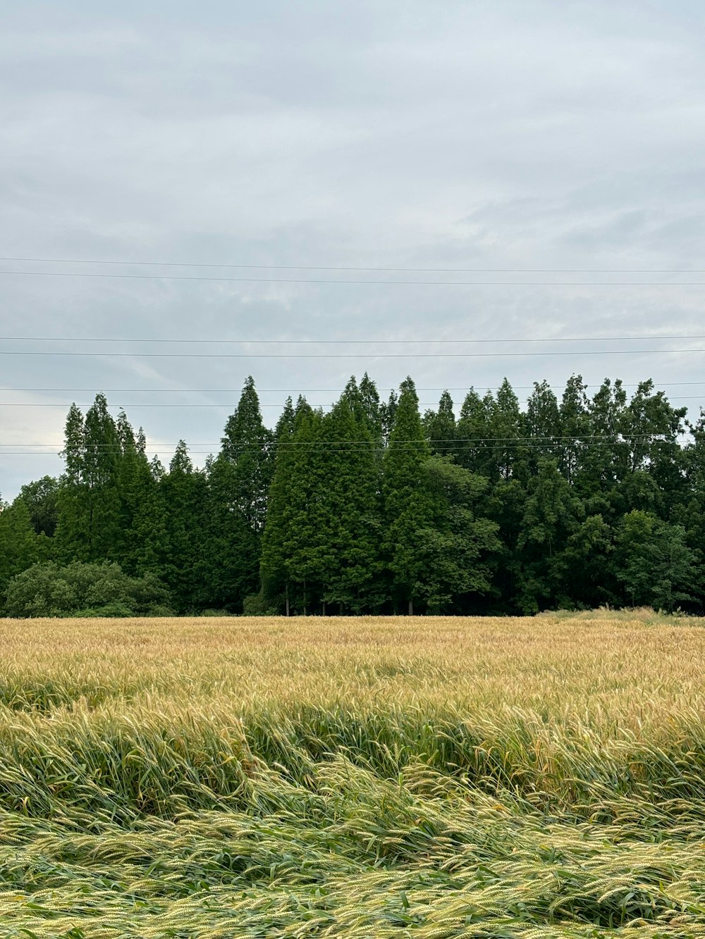 a field of grass with trees in the background