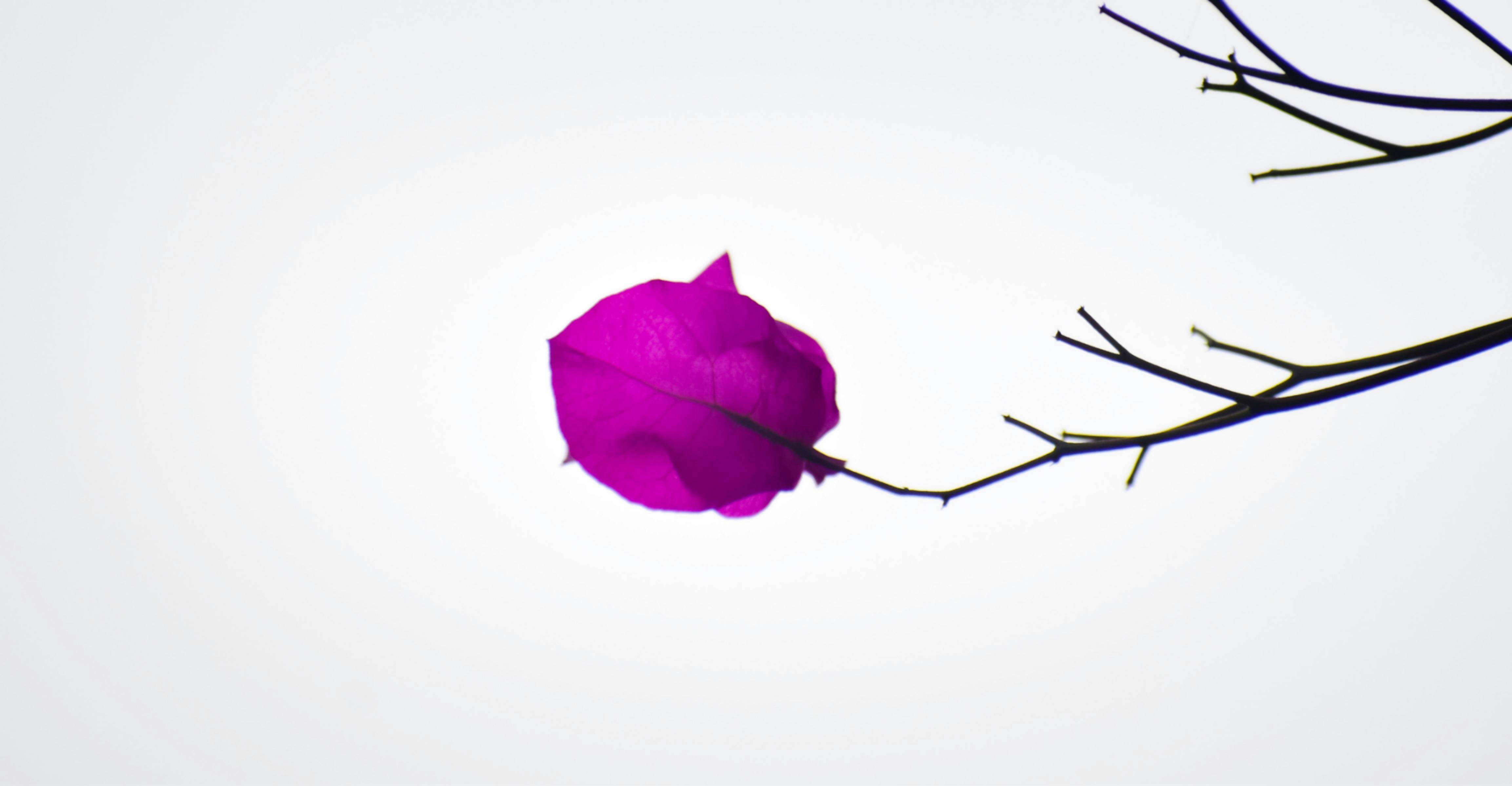 uma flor roxa está pendurada em um galho de árvore