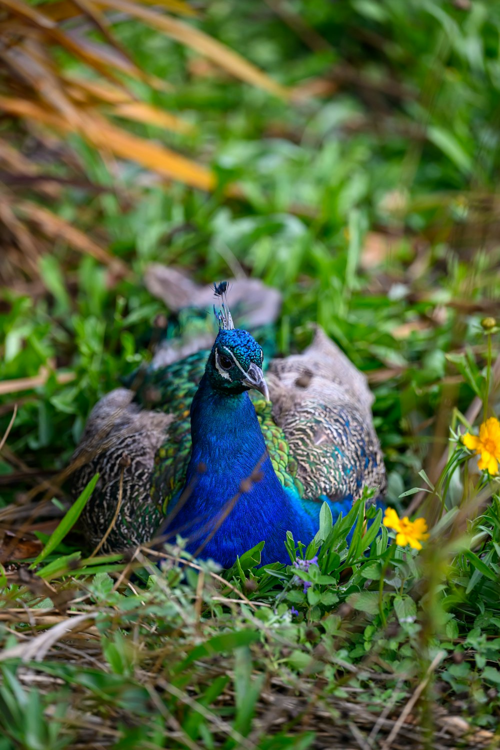 a couple of birds that are sitting in the grass