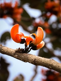 a close up of an orange flower on a branch