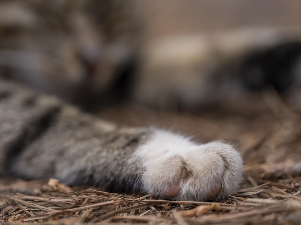 a close up of a cat's paw on the ground