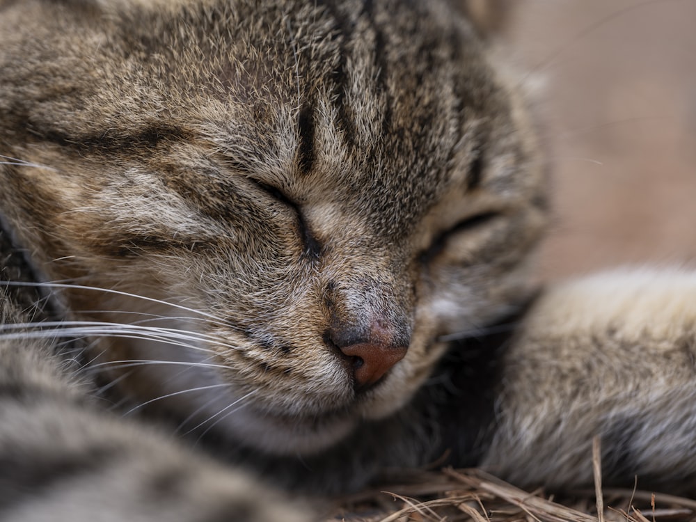 a close up of a cat sleeping on a bed of hay