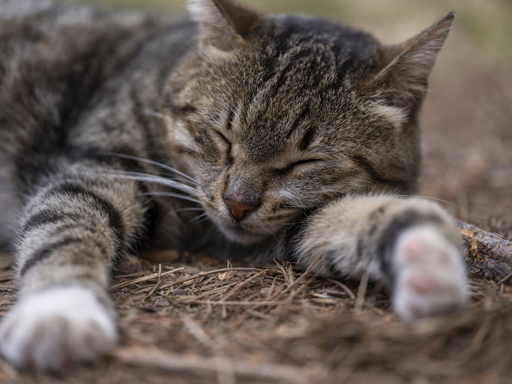 a cat sleeping on the ground with its eyes closed