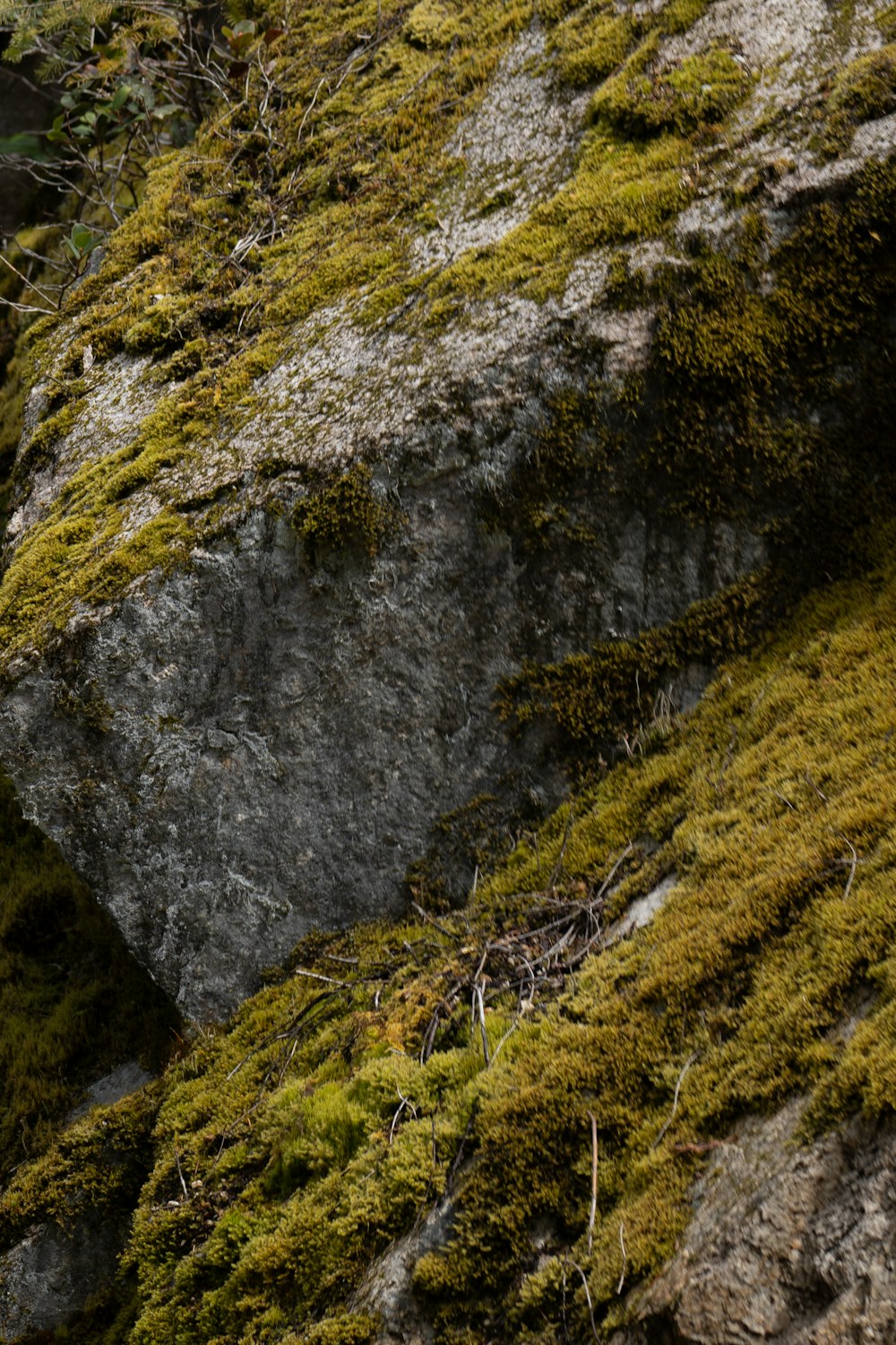 a bird is perched on a mossy rock