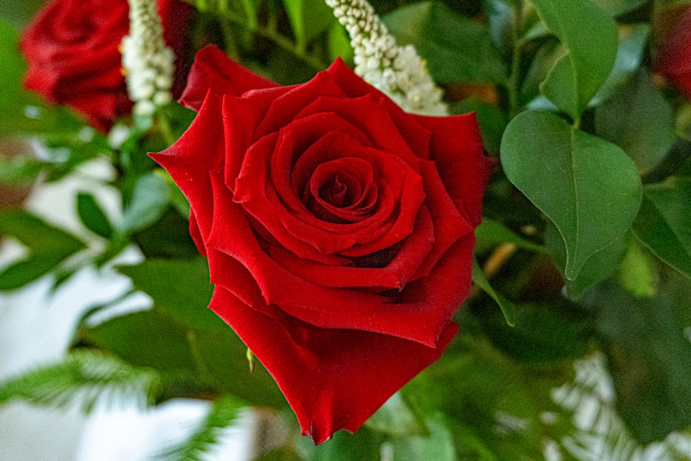 a bouquet of red roses with green leaves