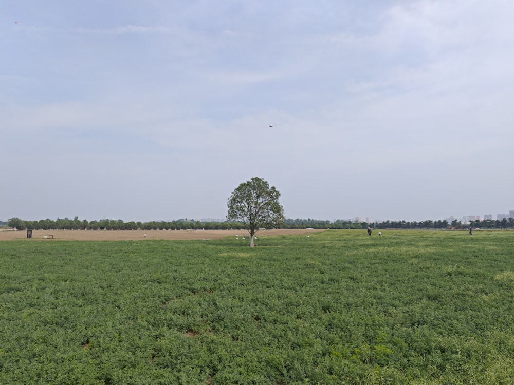 a lone tree in a field of green grass