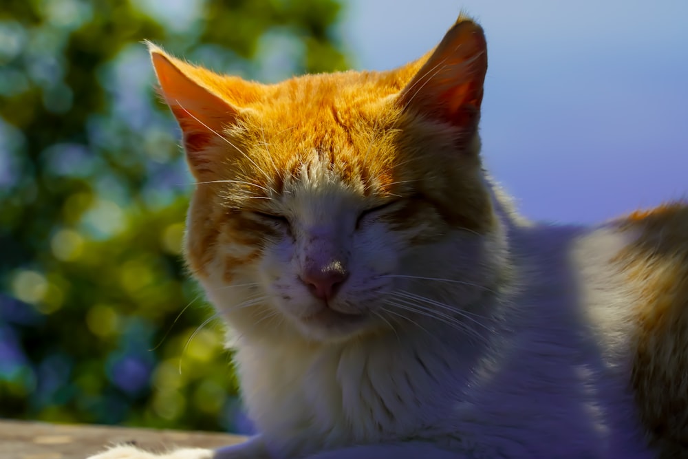 a close up of a cat laying on a table