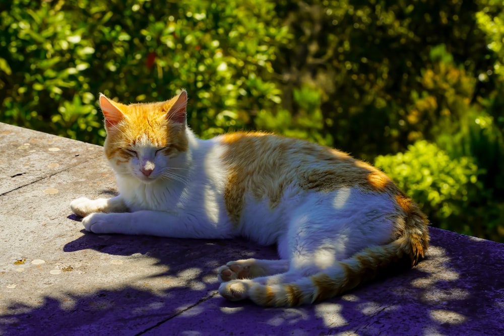 um gato laranja e branco deitado em cima de uma superfície roxa