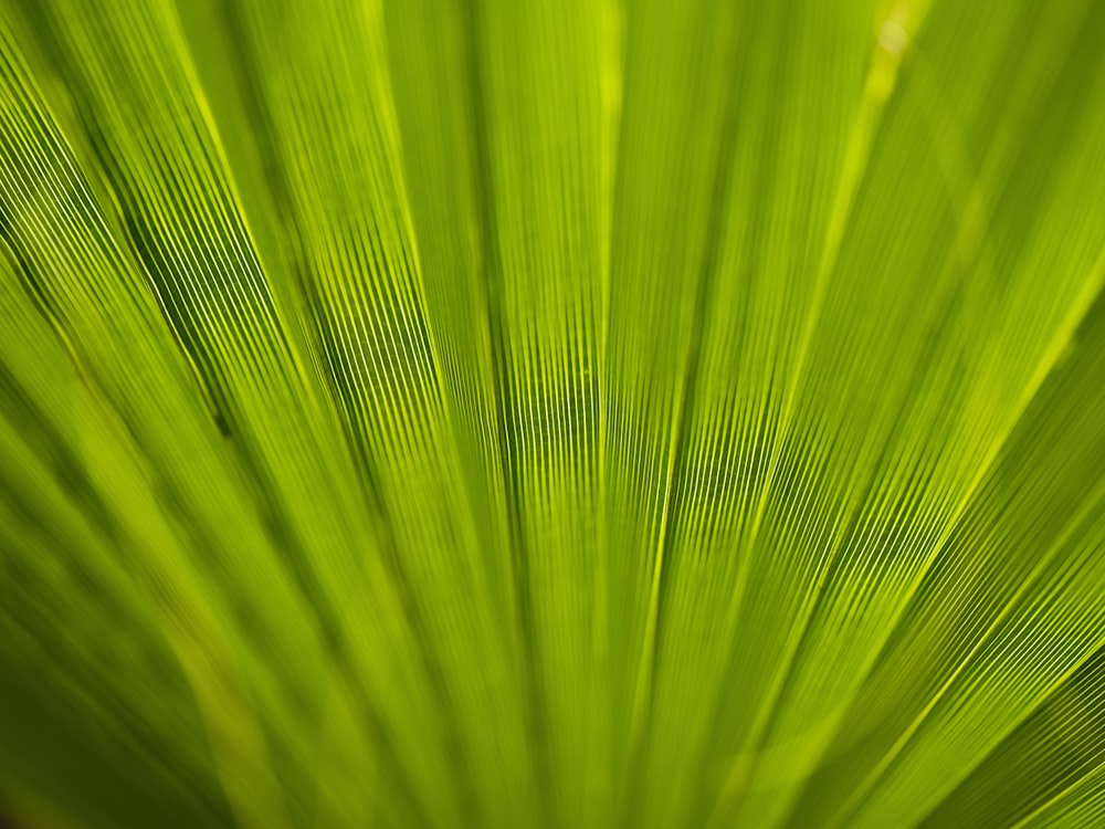 a close up view of a green leaf