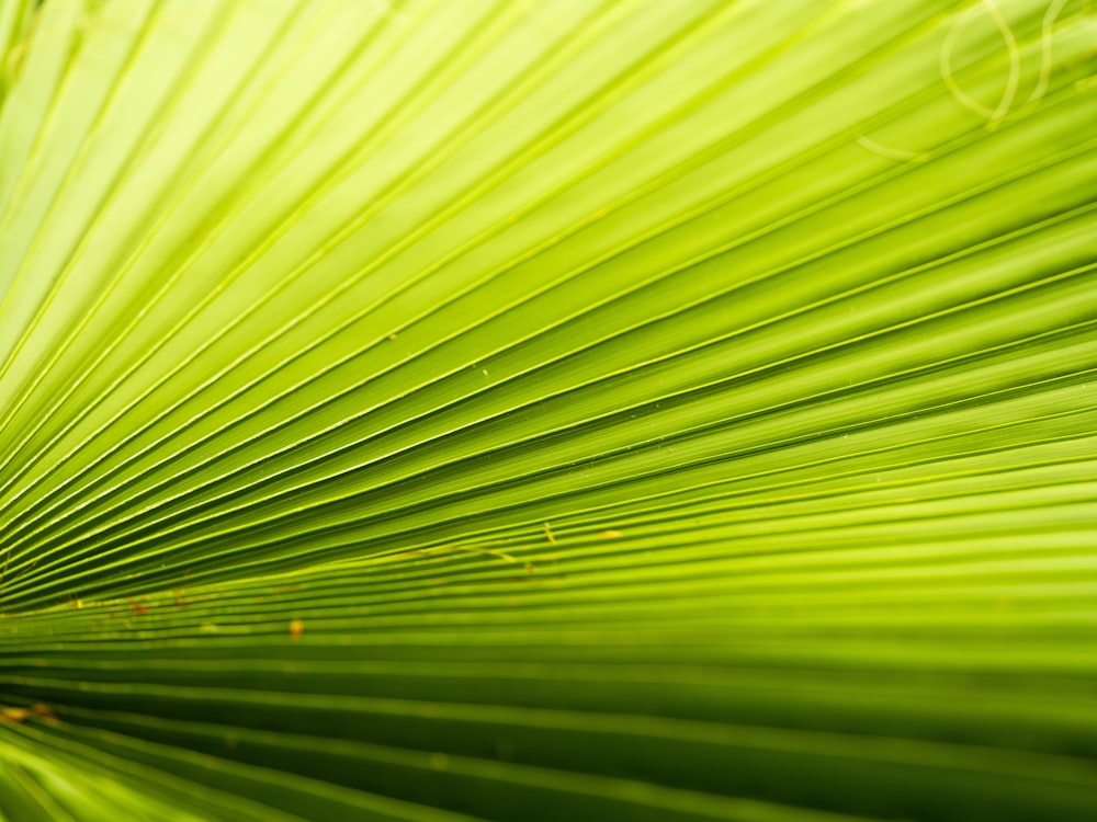 a close up of a green palm leaf