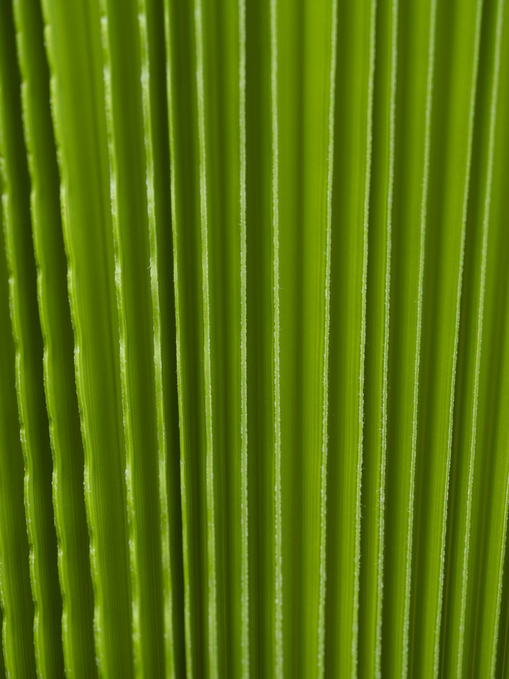 a close up view of a green leaf