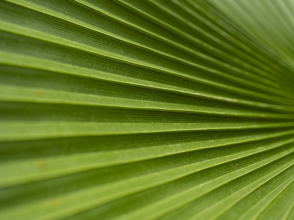 a close up view of a green leaf