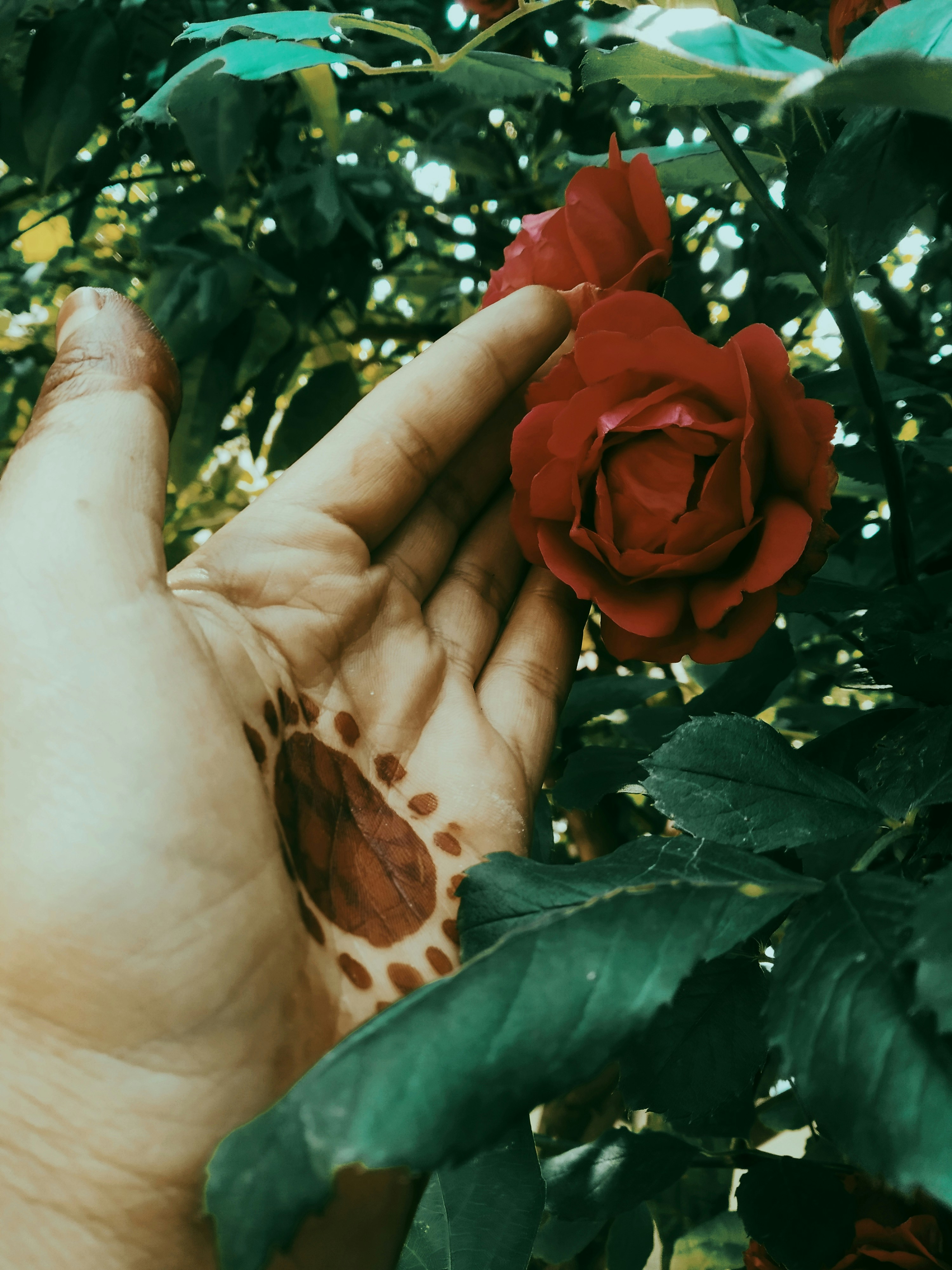 a person holding a red rose in their hand