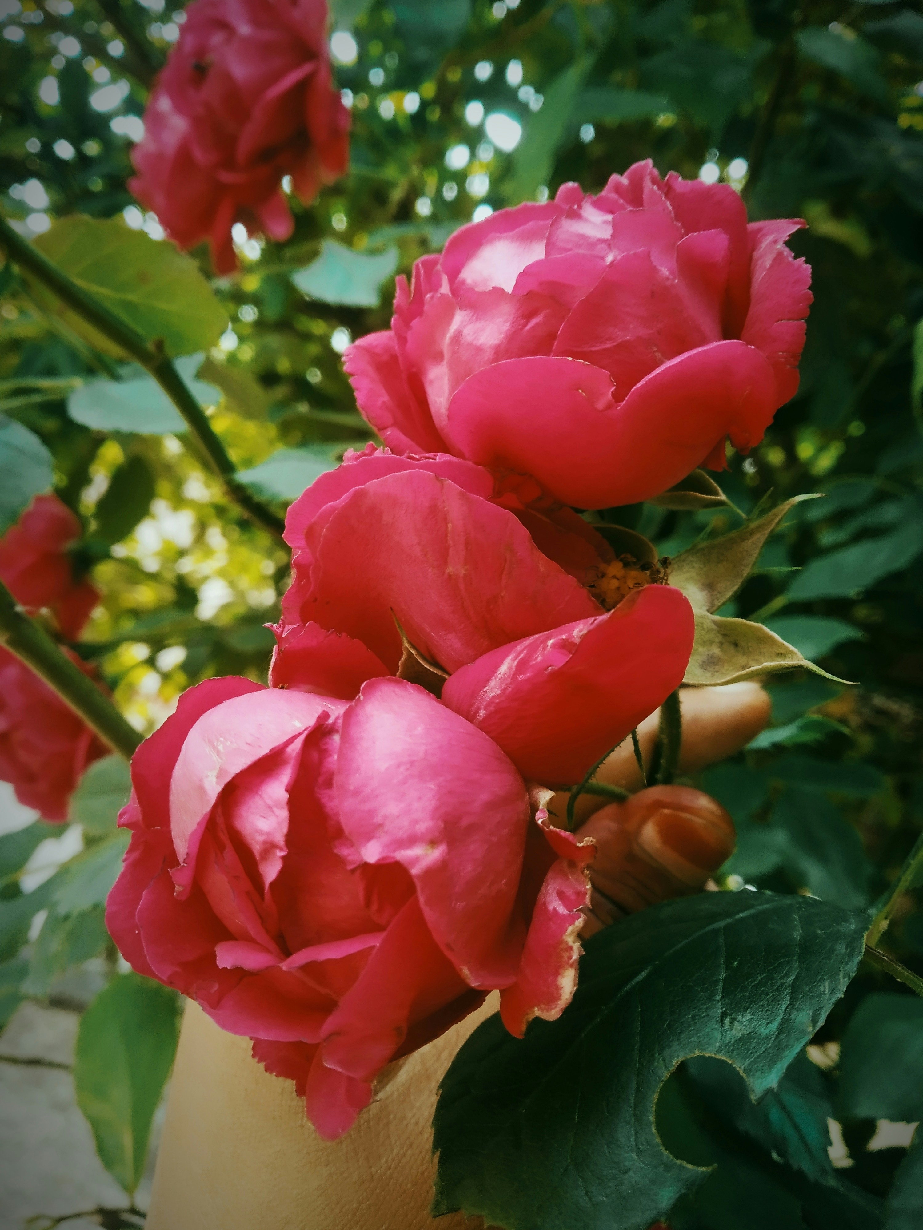 Photo by dendrophile