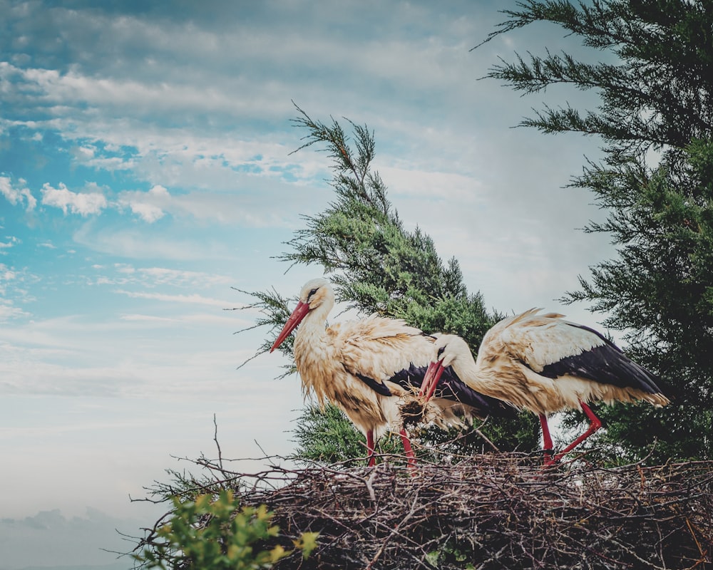 two large birds standing on top of a nest