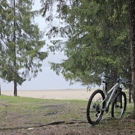 a bicycle parked next to a tree near a beach
