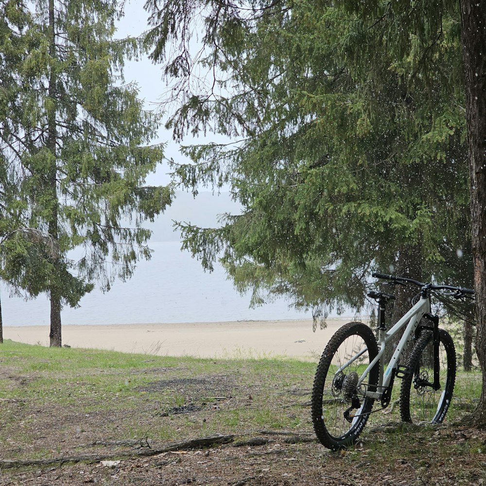 a bicycle parked next to a tree near a beach