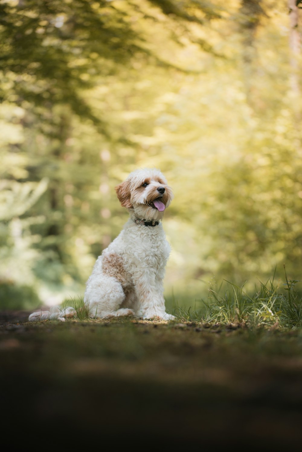 a small white dog sitting in the grass