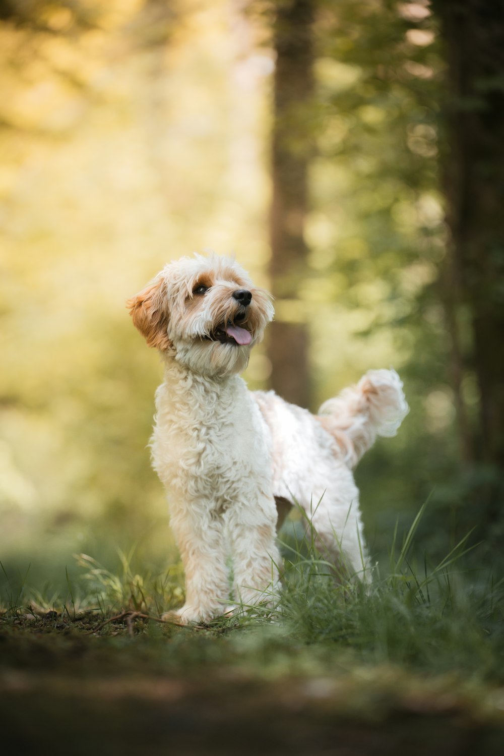 a small white dog standing in a forest
