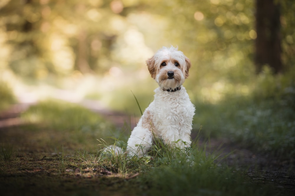 a white dog sitting in the middle of a forest