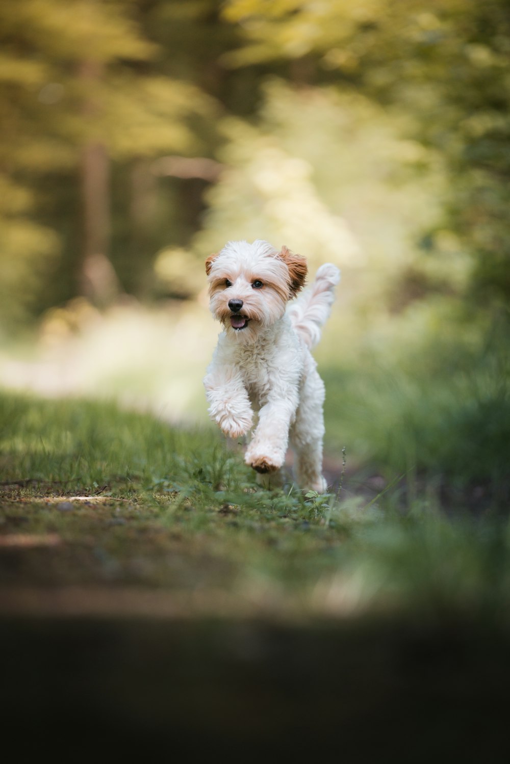 a small white dog running across a grass covered field