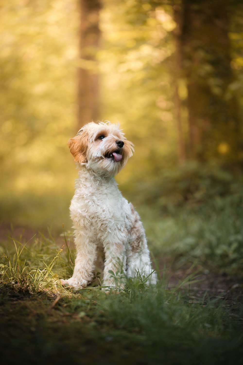 a small white dog sitting in the grass