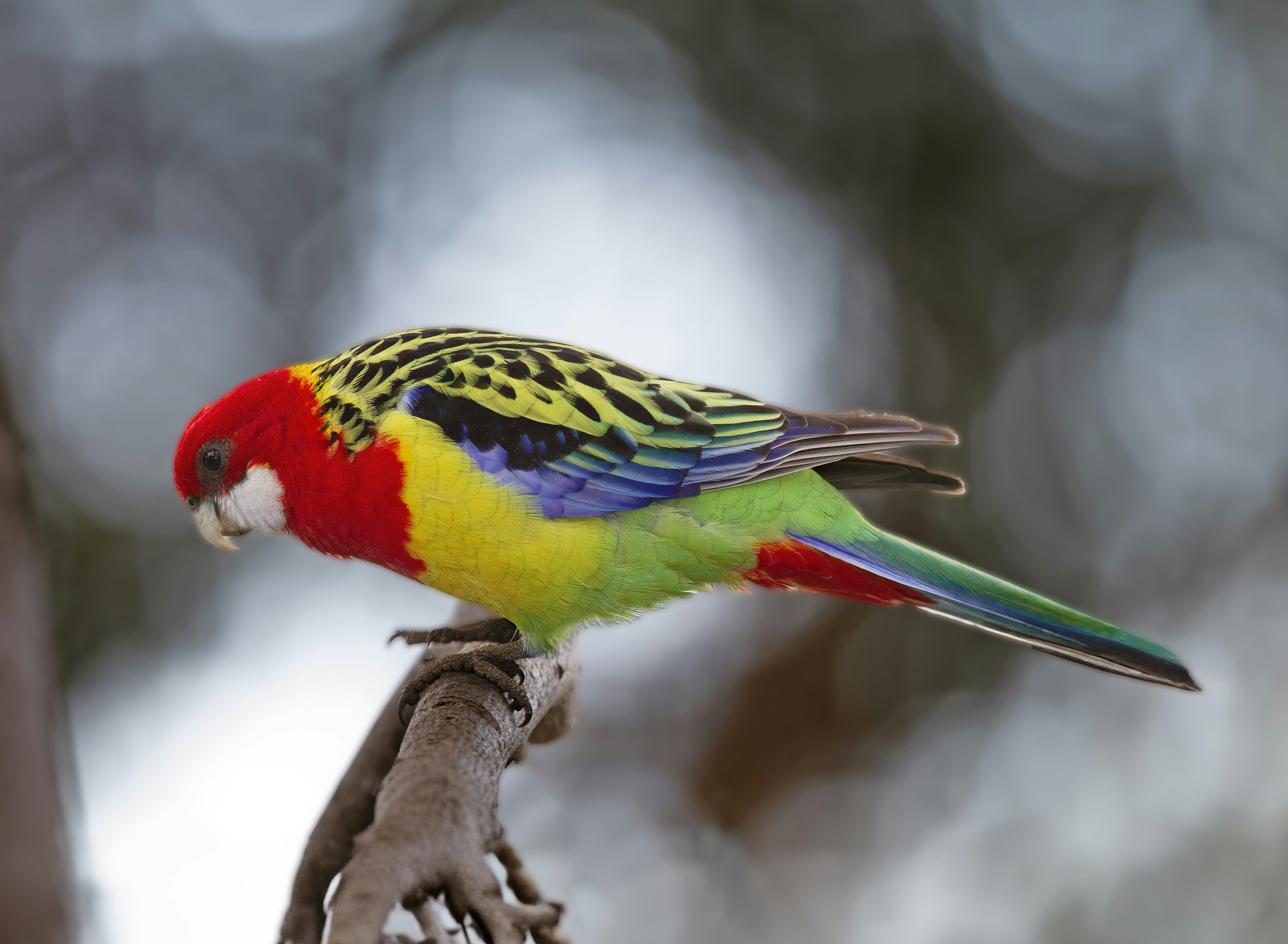 a colorful bird perched on top of a tree branch