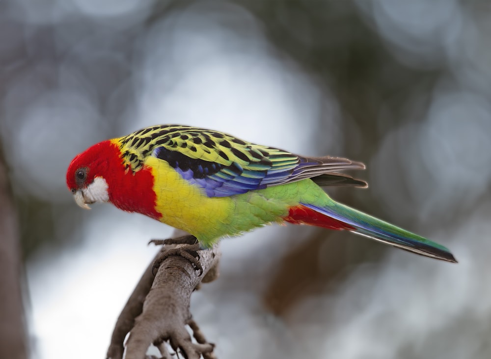 a colorful bird perched on top of a tree branch