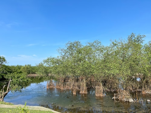 Mangroves