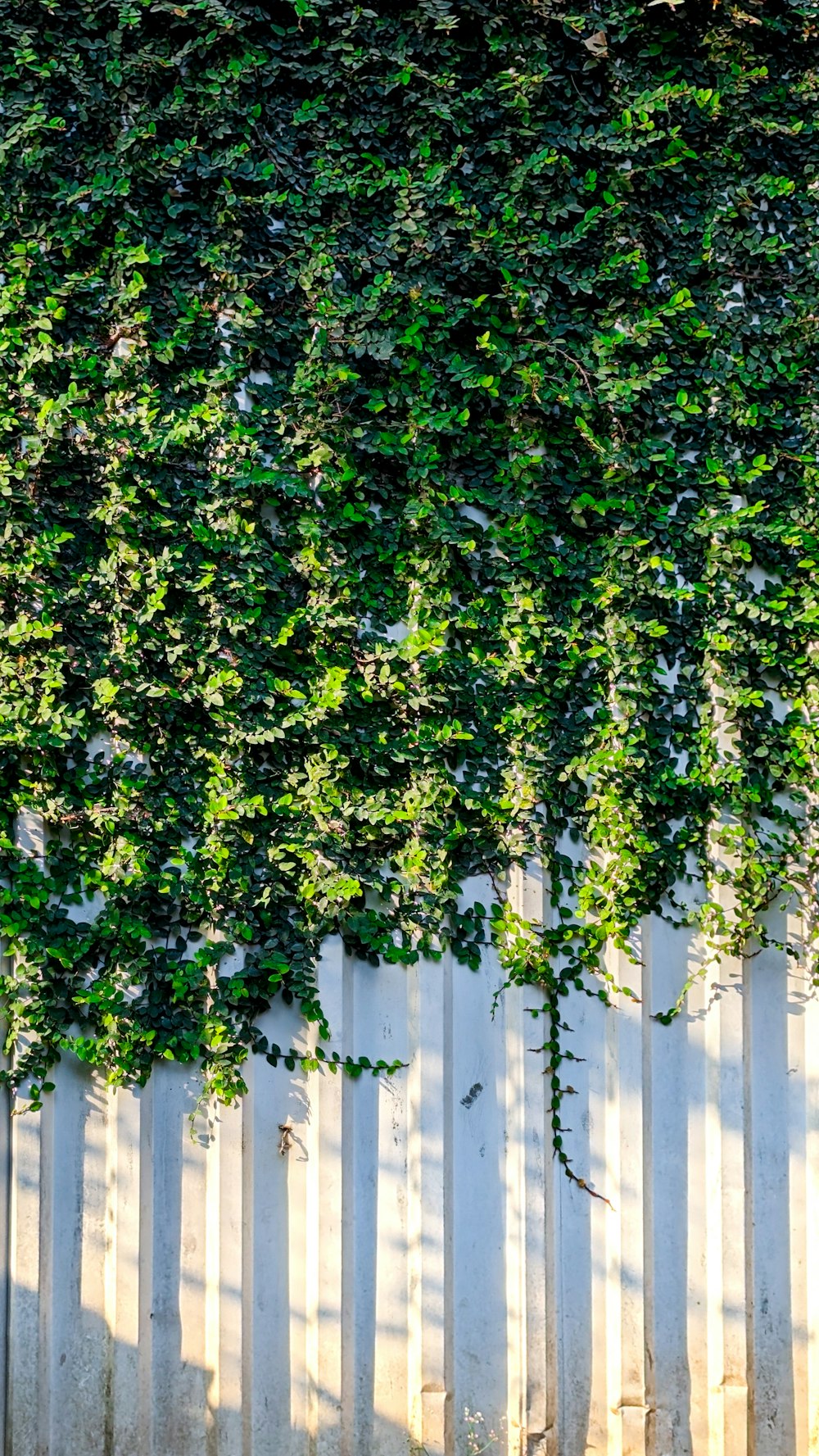 a white fence covered in green plants next to a building