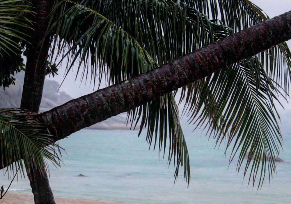 a palm tree on a beach with the ocean in the background