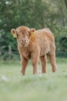 a small brown cow standing on top of a lush green field