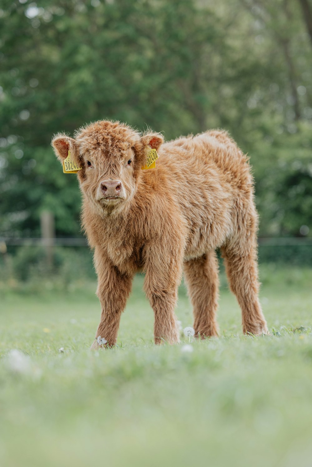 una piccola mucca marrone in piedi in cima a un campo verde lussureggiante