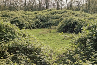 a lush green field covered in lots of trees
